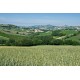 Properties for Sale_OLD FARMHOUSE WITH SEA VIEW FOR SALE IN LE MARCHE Country house to restore with panoramic view in central Italy in Le Marche_22